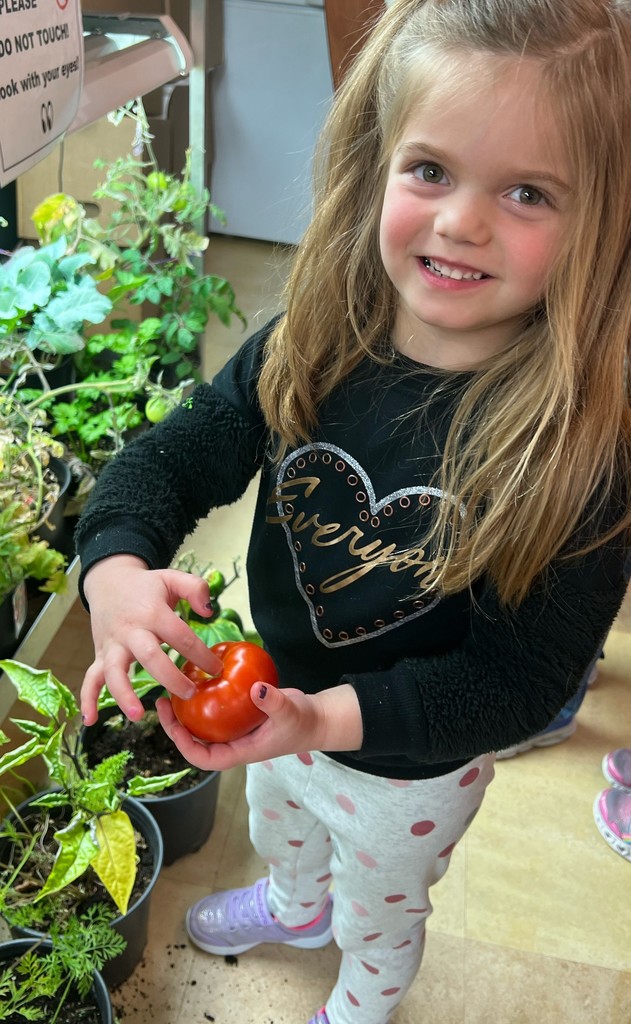 PreK harvests veggies